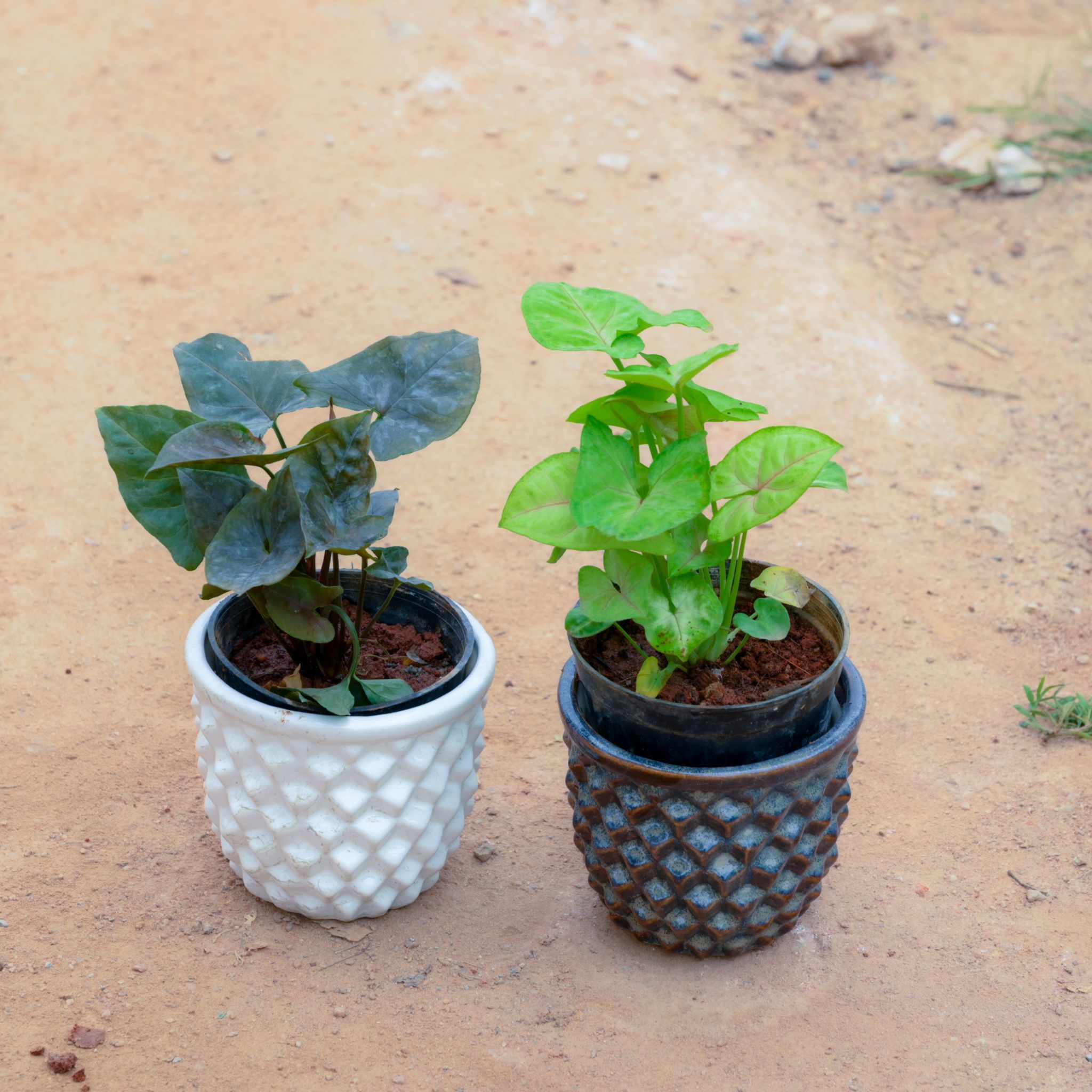 Set Of 2 - Syngonium Black & Green in 4 Inch Pineapple Designer Ceramic Pot (Any Colour)