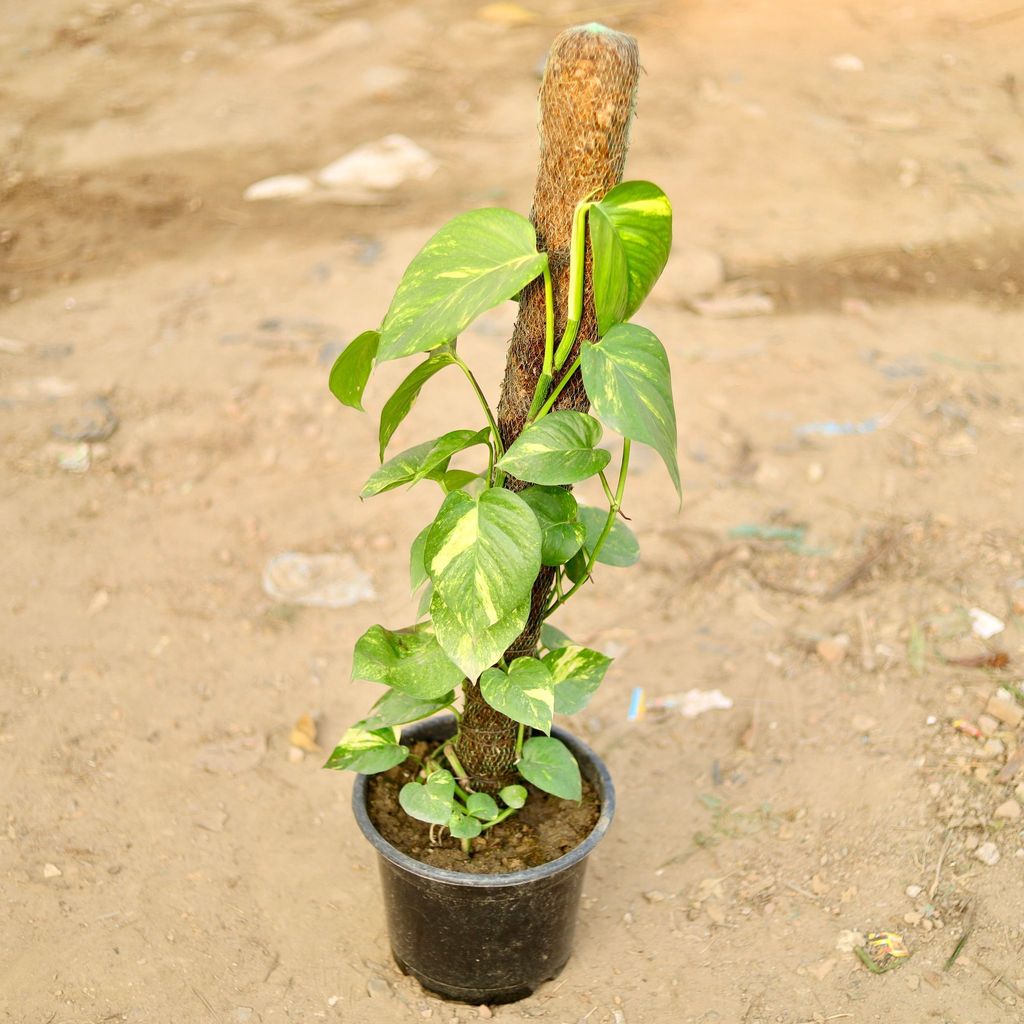 Money Plant Green with 2 Ft Moss Stick in 10 Inch Nursery Pot