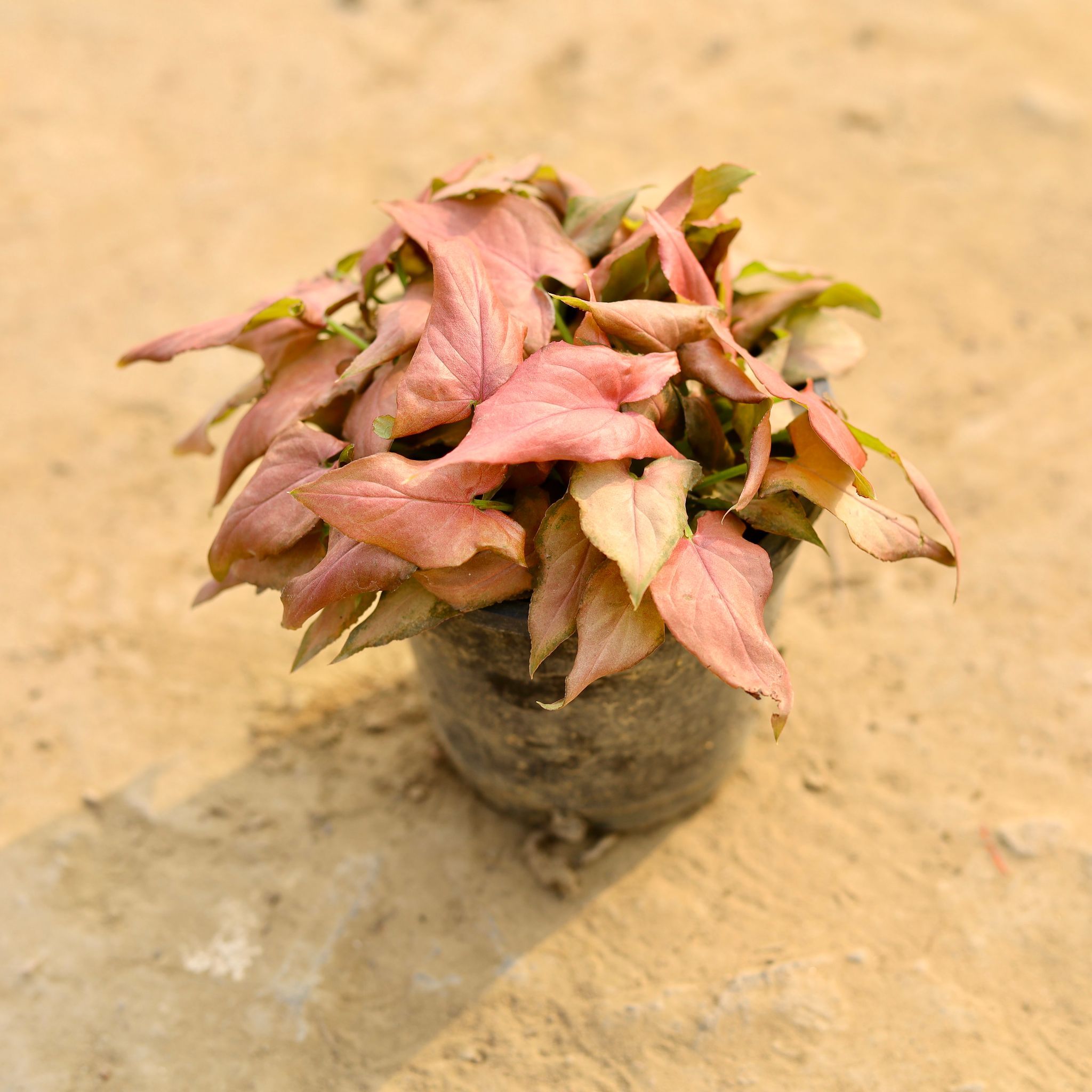 Syngonium Pink in 4 Inch Nursery Pot