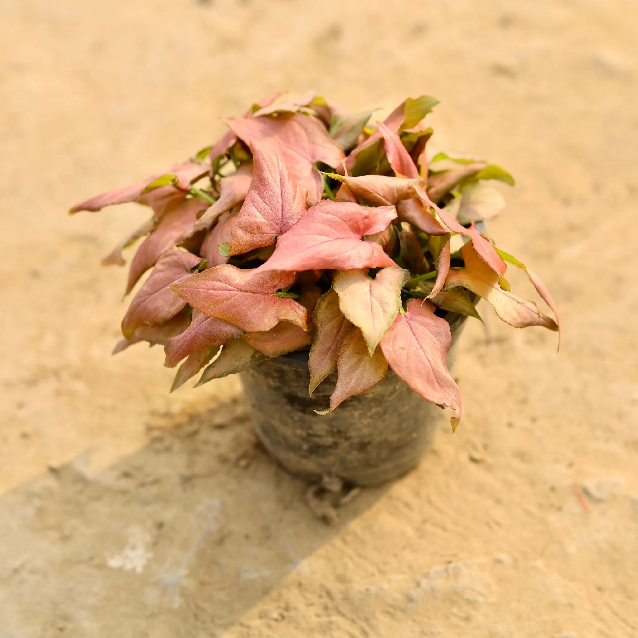 Syngonium Pink in 4 Inch Nursery Pot