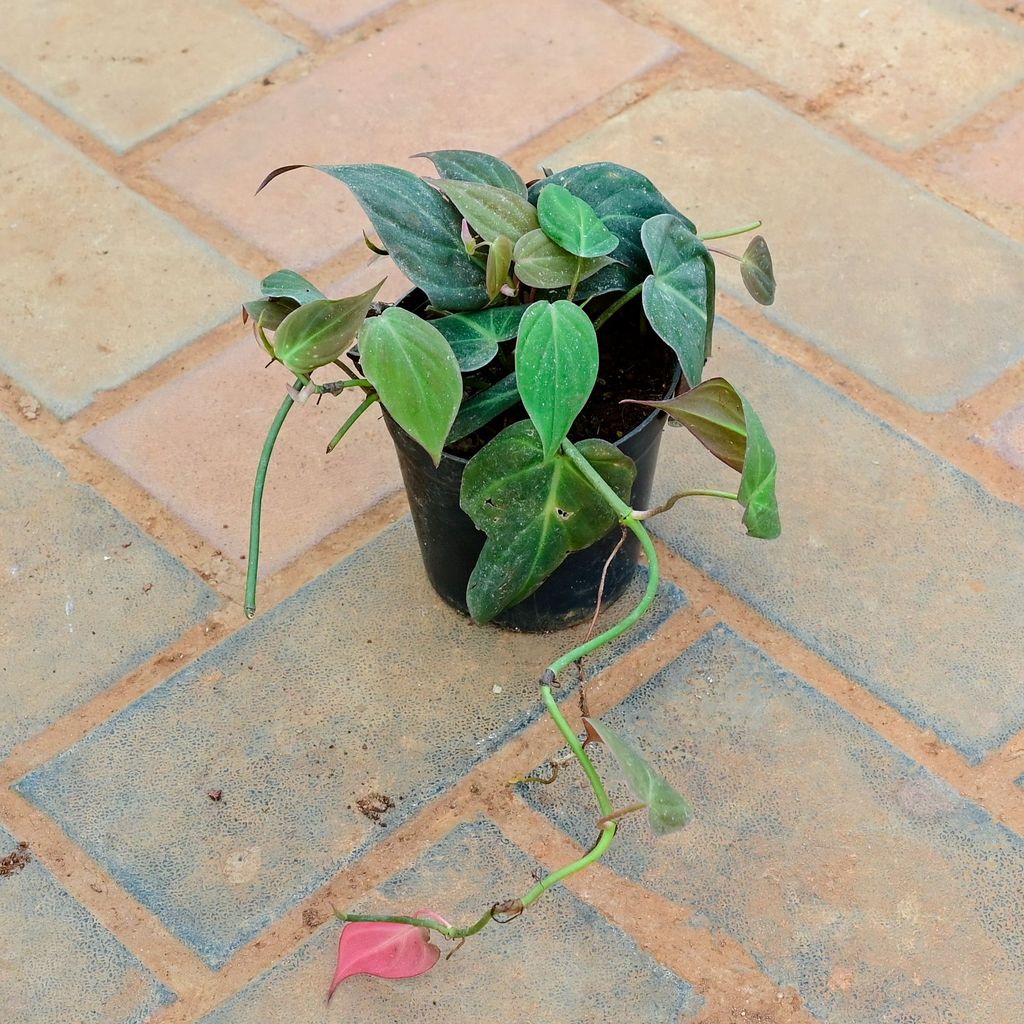 Buy Money Plant Silver Green in 5 Inch Nursery Pot Online | Urvann.com Money Plant Silver Green in 5 Inch Nursery Pot