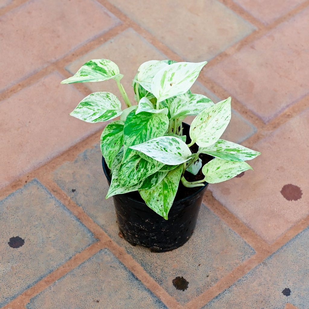 Buy Money Plant White in 4 Inch Nursery Pot Online | Urvann.com Money Plant White in 4 Inch Nursery Pot