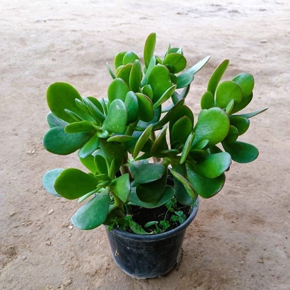 Crassula Ovata Succulent in 6 Inch Nursery Pot