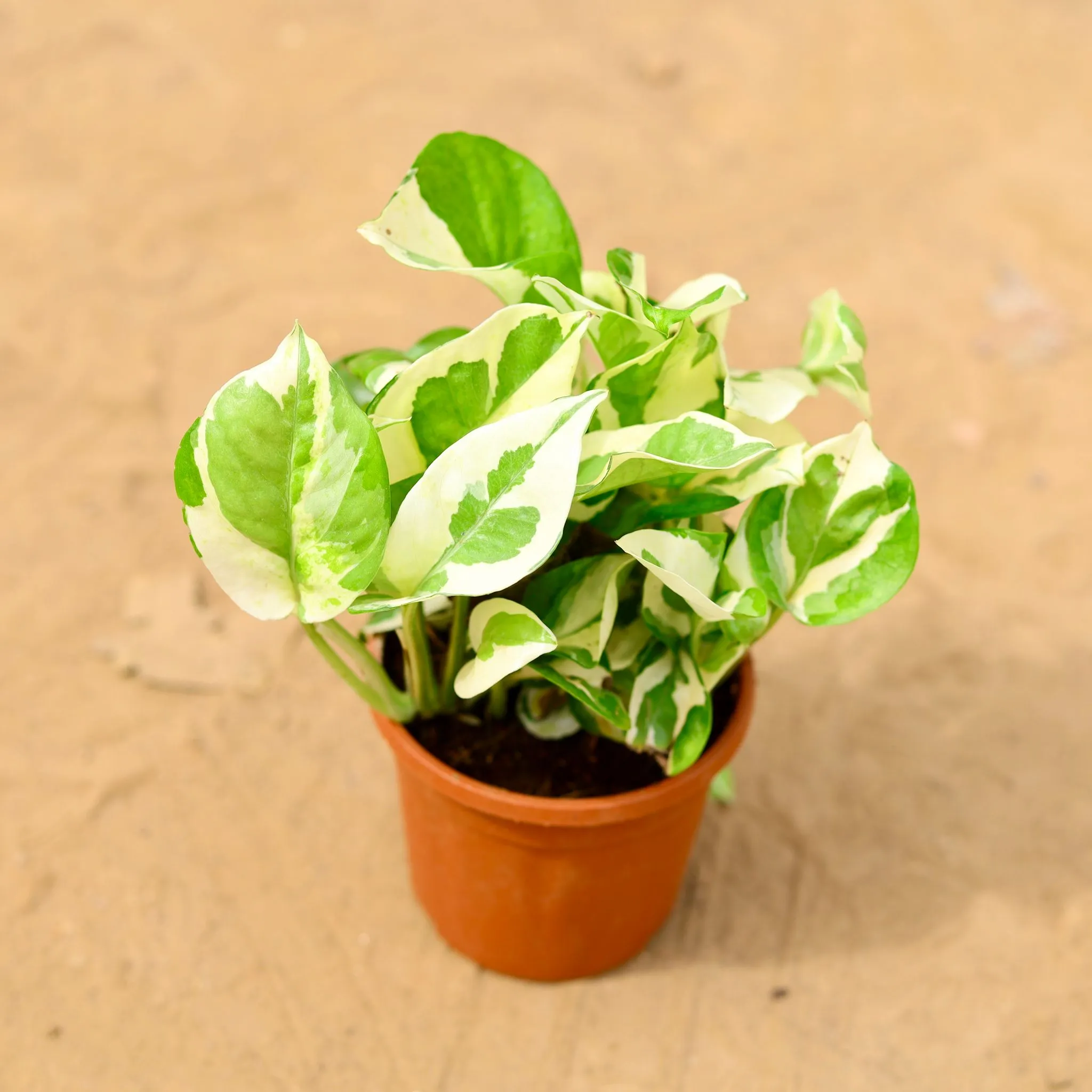 Money Plant N'joy in 4 inch Nursery Pot