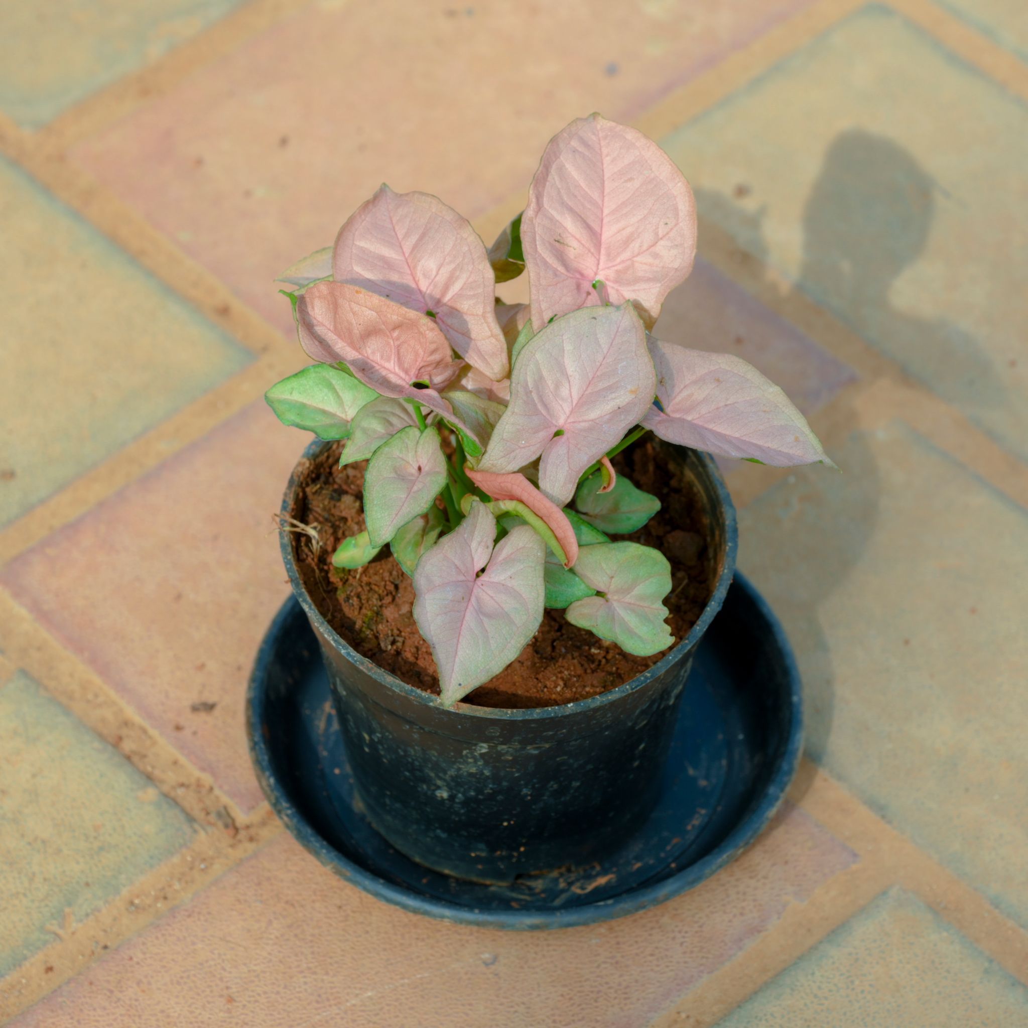 Syngonium Pink in 4 Inch Nursery Pot With Tray