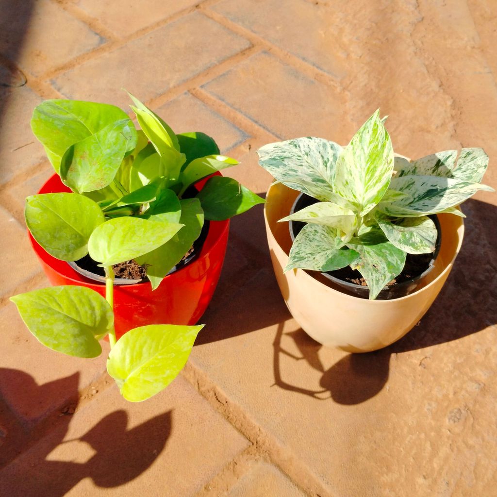 Buy Set of 2 - Money plant (Golden & White) in 6 Inch Multicoloured Premium Orchid Round Plastic Pot Online | Urvann.com Set of 2 - Money plant (Golden & White) in 6 Inch Multicoloured Premium Orchid Round Plastic Pot