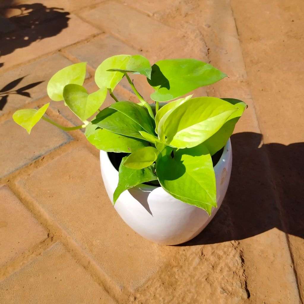 Buy Money Plant Golden in 6 Inch Classy White Apple Ceramic Pot Online | Urvann.com Money Plant Golden in 6 Inch Classy White Apple Ceramic Pot