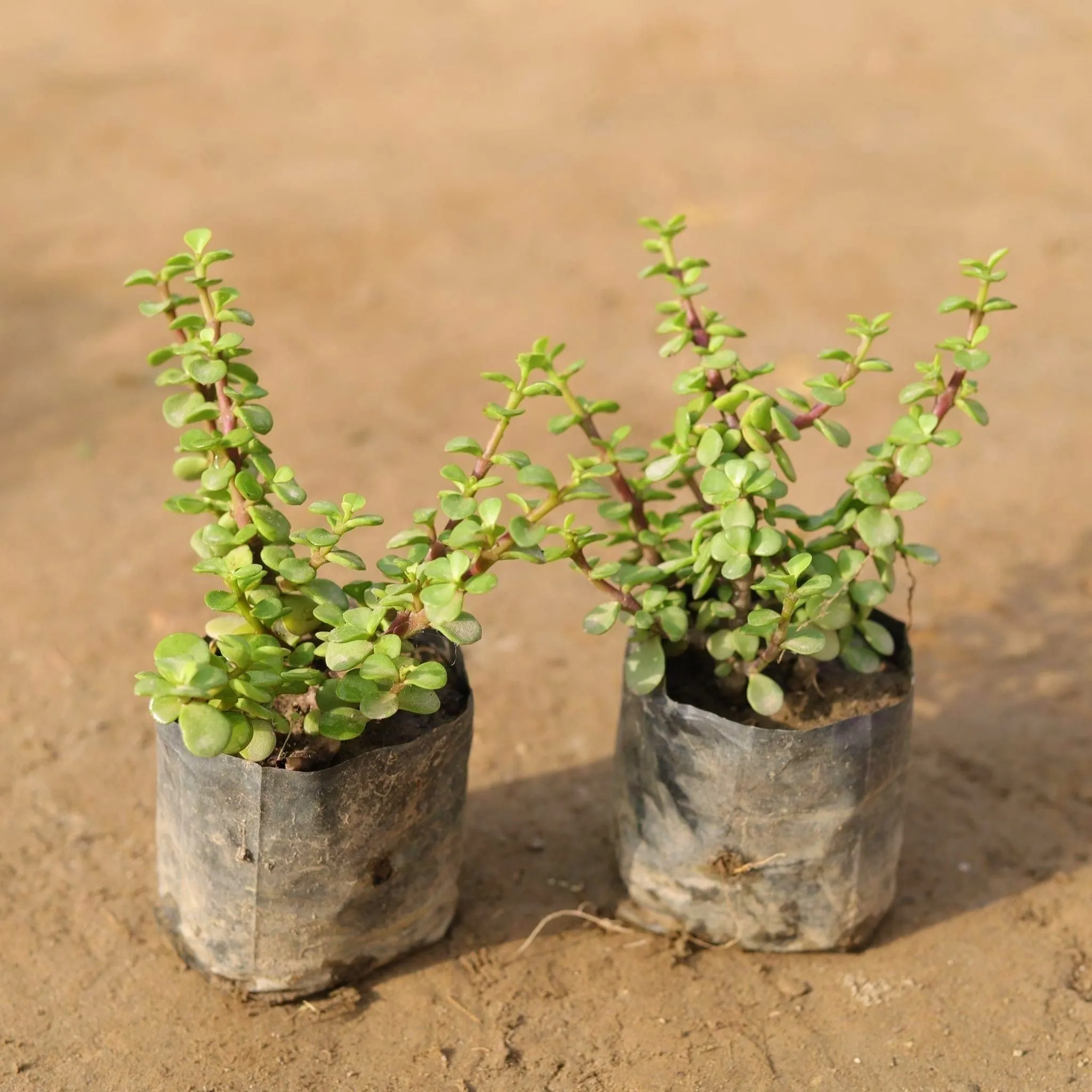 Set of 2 - Jade Plant in 4 Inch Nursery Bag