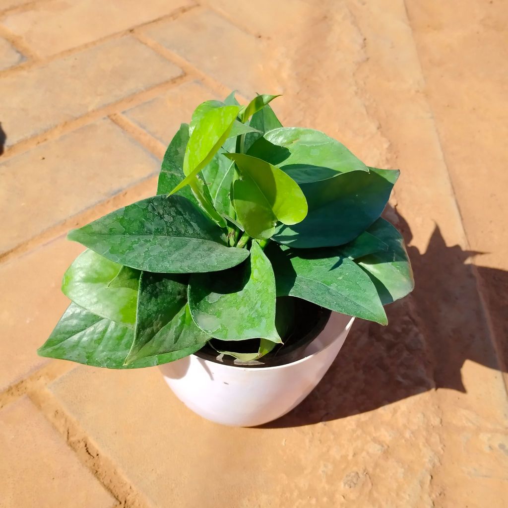 Money Plant Green in 6 Inch White Premium Orchid Round Plastic Pot Money Plant Green in 6 Inch White Premium Orchid Round Plastic Pot