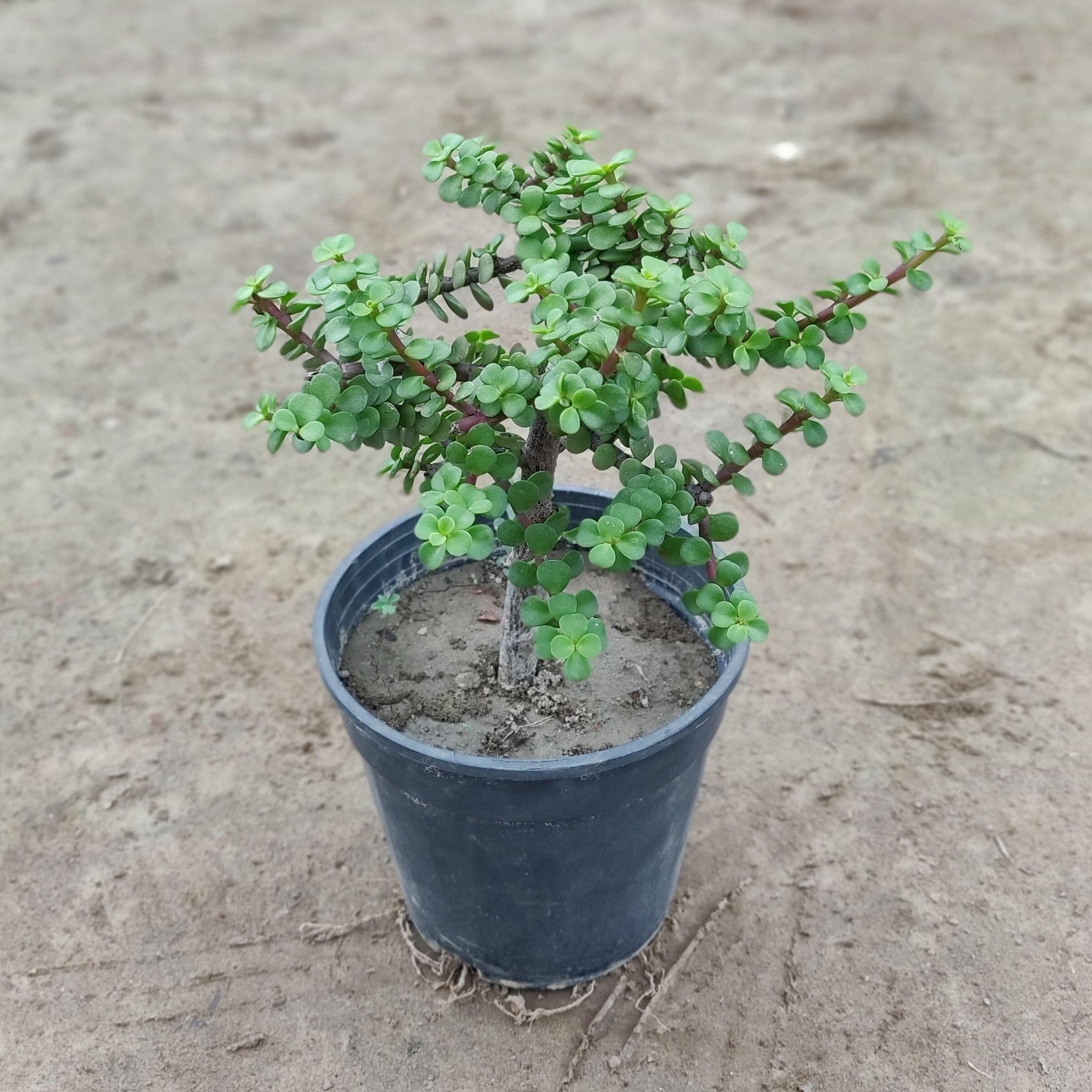 Jade Thick Stem in 6 Inch Nursery Pot