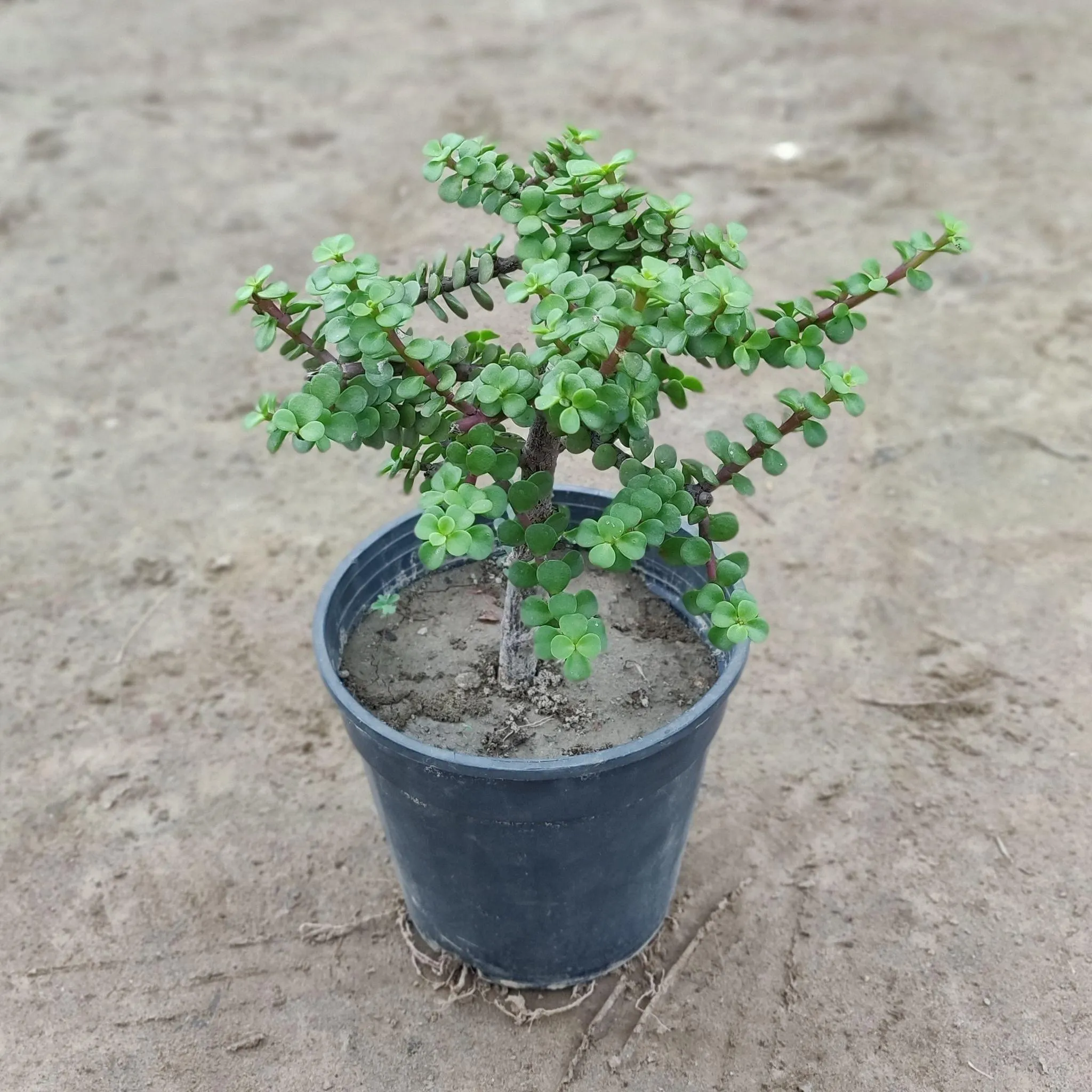 Jade Thick Stem in 6 Inch Nursery Pot