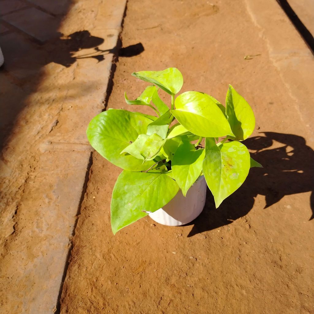 Buy Golden Money Plant in 4 Inch White Designer Ceramic Pot (any colour) Online | Urvann.com Golden Money Plant in 4 Inch White Designer Ceramic Pot (any colour)