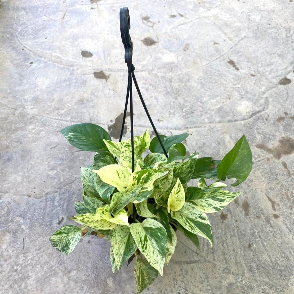 Buy Marble Money Plant in 8 Inch Hanging Basket (any colour) Online | Urvann.com Marble Money Plant in 8 Inch Hanging Basket