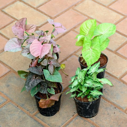 Set of 4 - Syngonium (Pixie Green, Pink, Golden & Black) in 4 Inch Nursery Pot