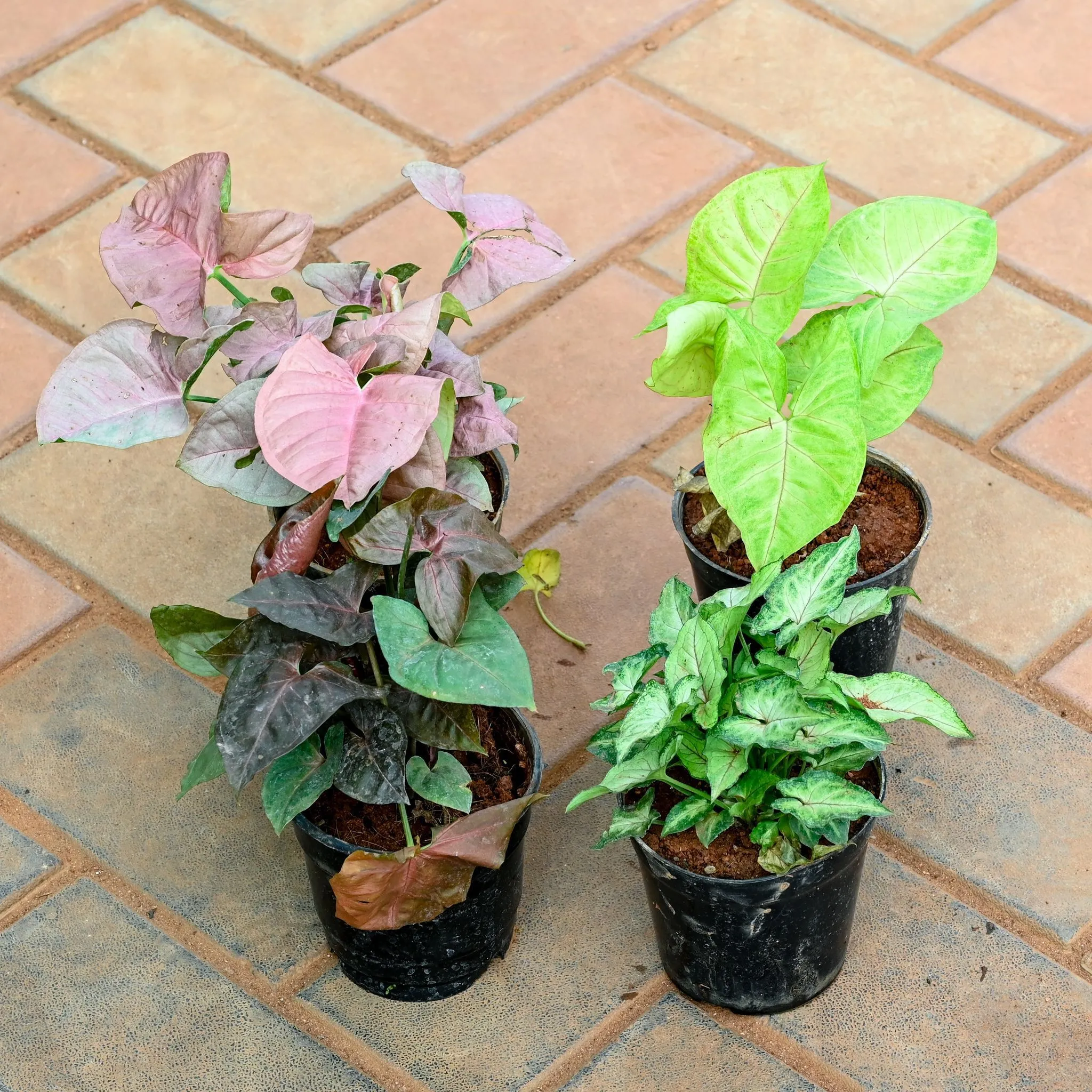 Set of 4 - Syngonium (Pixie Green, Pink, Golden & Black) in 4 Inch Nursery Pot