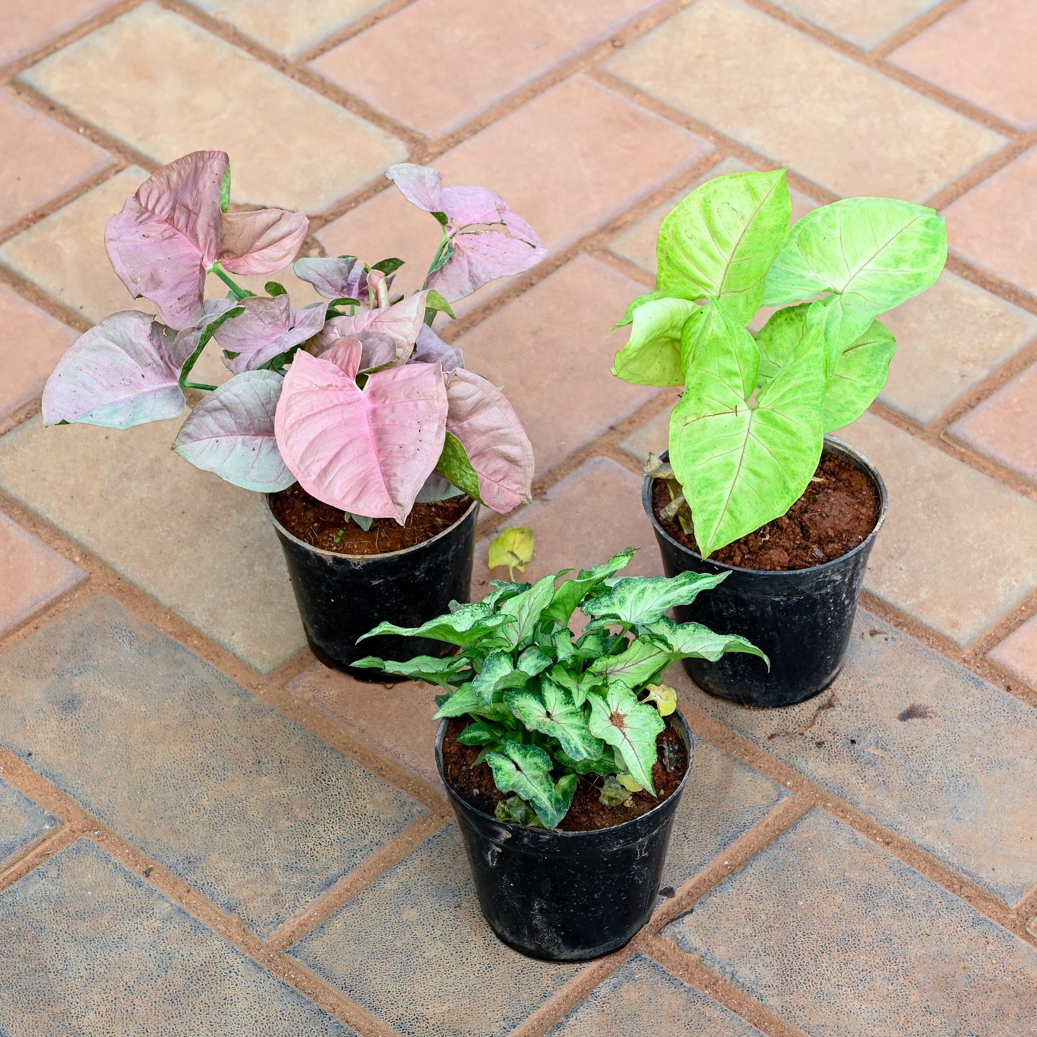 Set of 3 - Syngonium (Pink, Golden & Pixie Green) in 4 Inch Nursery Pot