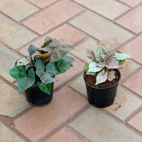 Set of 2 - Syngonium (Pink & Black) in 4 Inch Nursery Pot