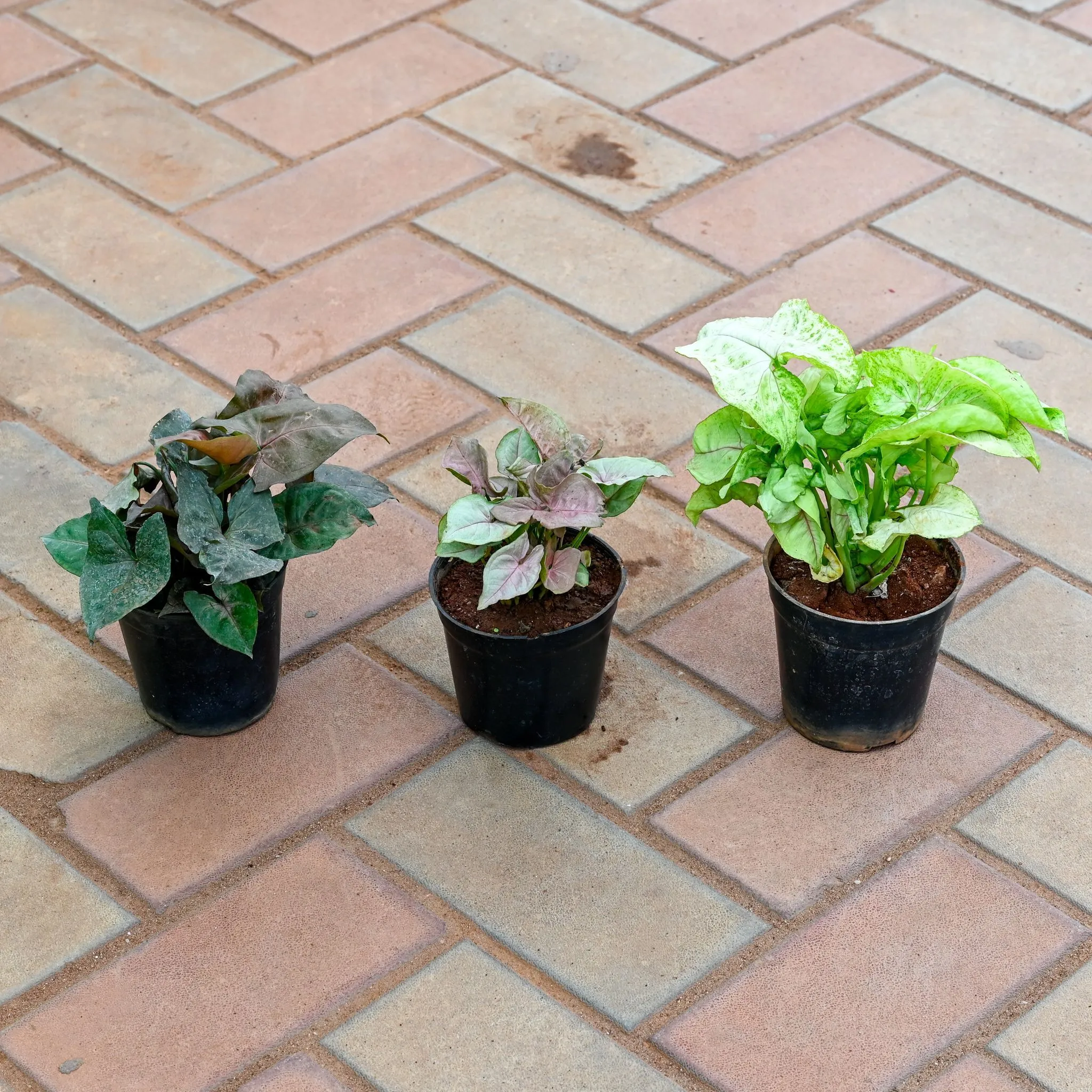 Set of 3 - Syngonium (Pink, Green & Black) in 4 Inch Nursery Pot