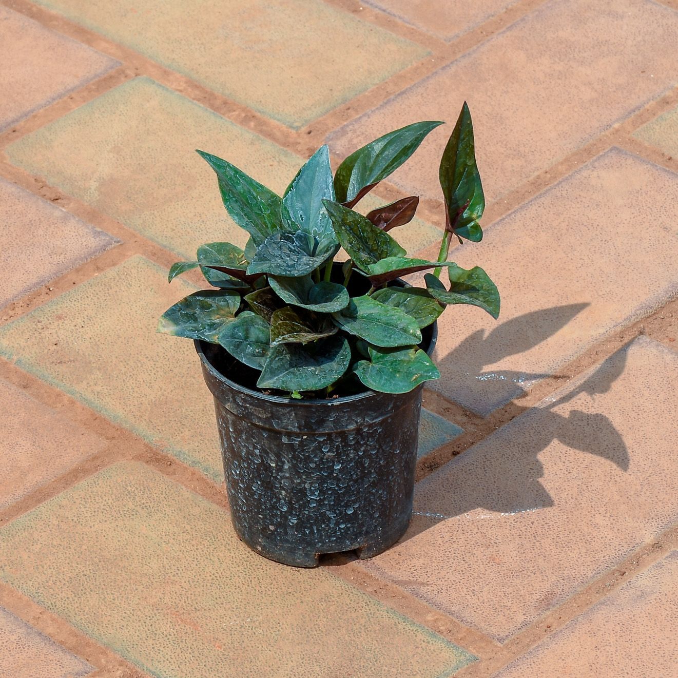 Money Plant Black in 4 Inch Nursery Pot