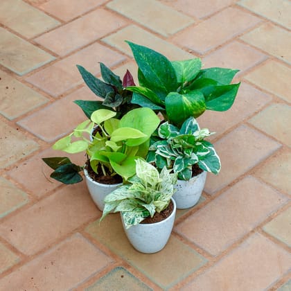 Buy Set of 5 - Money Plant (Marble, N'joy, Green, Golden & Black) in 4 Inch Classy White Cup Ceramic Pot Online | Urvann.com