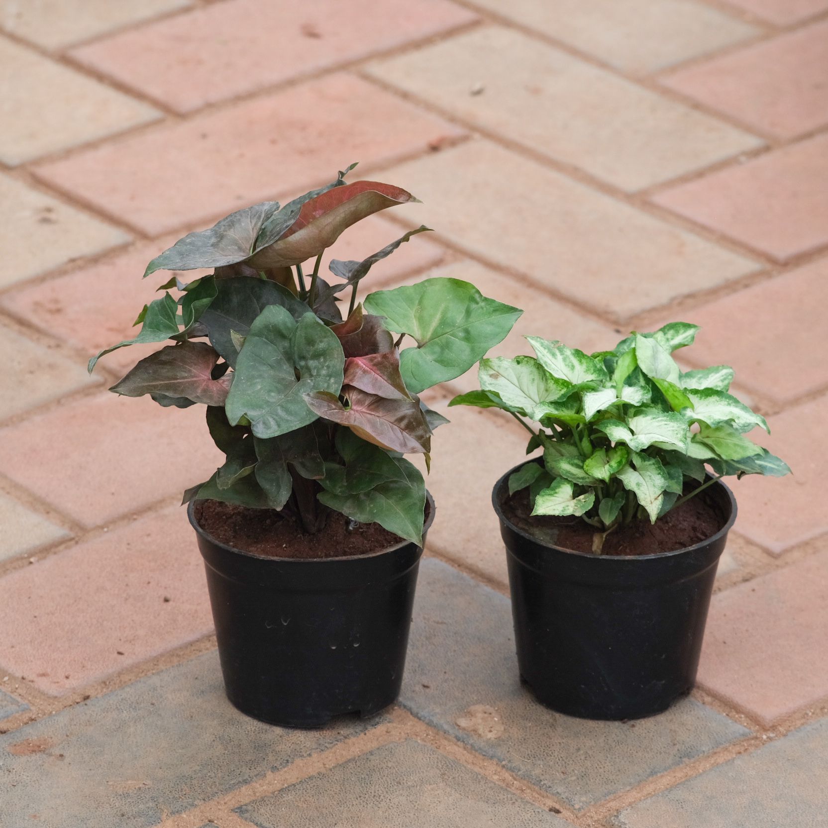 Set of 2 - Syngonium ( Black & Green) in 4 Inch Nursery Pot