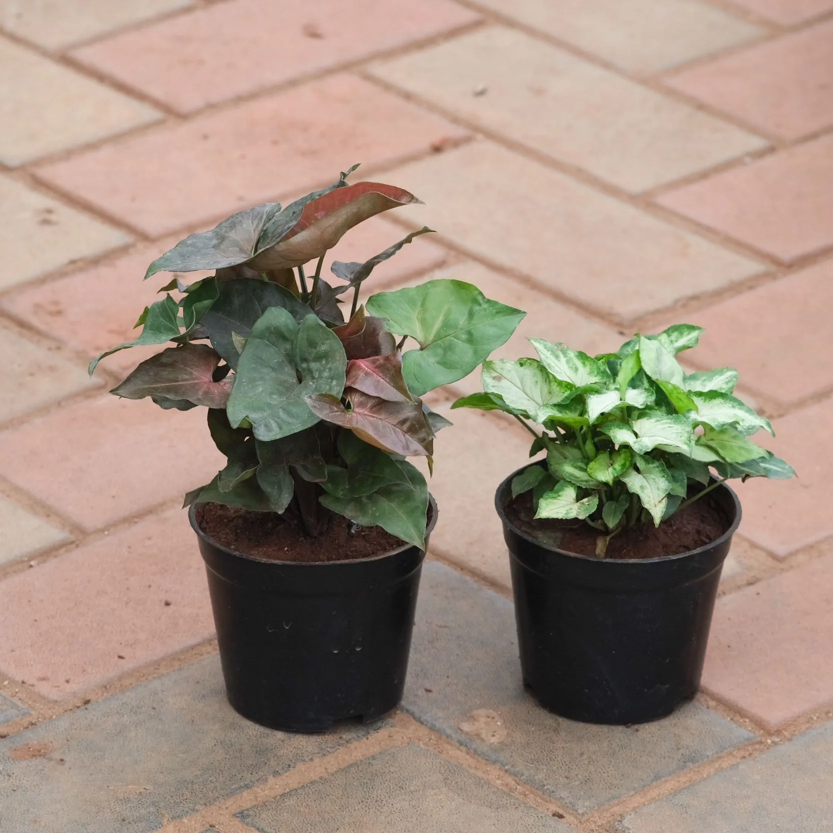 Set of 2 - Syngonium ( Black & Green) in 4 Inch Nursery Pot