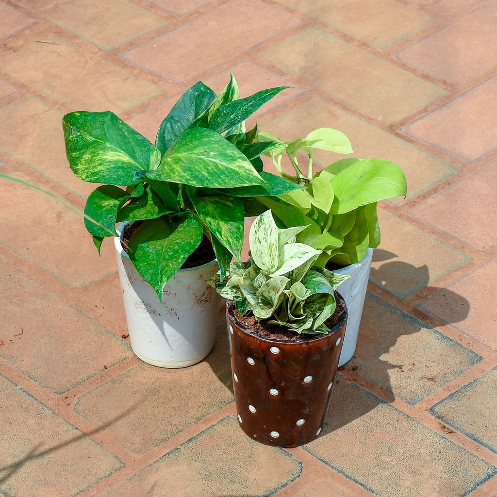 Set of 3 - Money Plant (white, green & golden) in 5 Inch Glass Designer Ceramic Pot (any colour & Design)