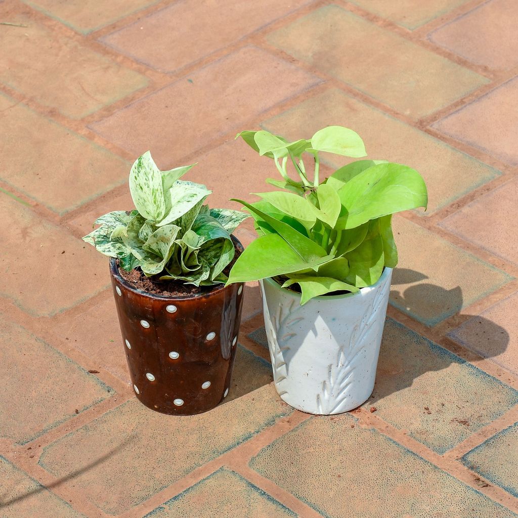 Buy Set of 2- Money Plant (white & golden) in 5 Inch Glass Designer Ceramic Pot (any colour & Design) Online | Urvann.com Set of 2- Money Plant (white & golden) in 5 Inch Glass Designer Ceramic Pot (any colour & Design)