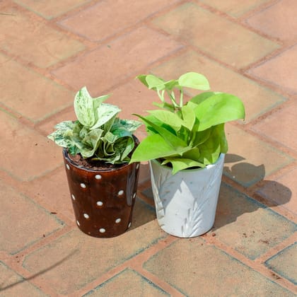 Buy Set of 2- Money Plant (white & golden) in 5 Inch Glass Designer Ceramic Pot (any colour & Design) Online | Urvann.com