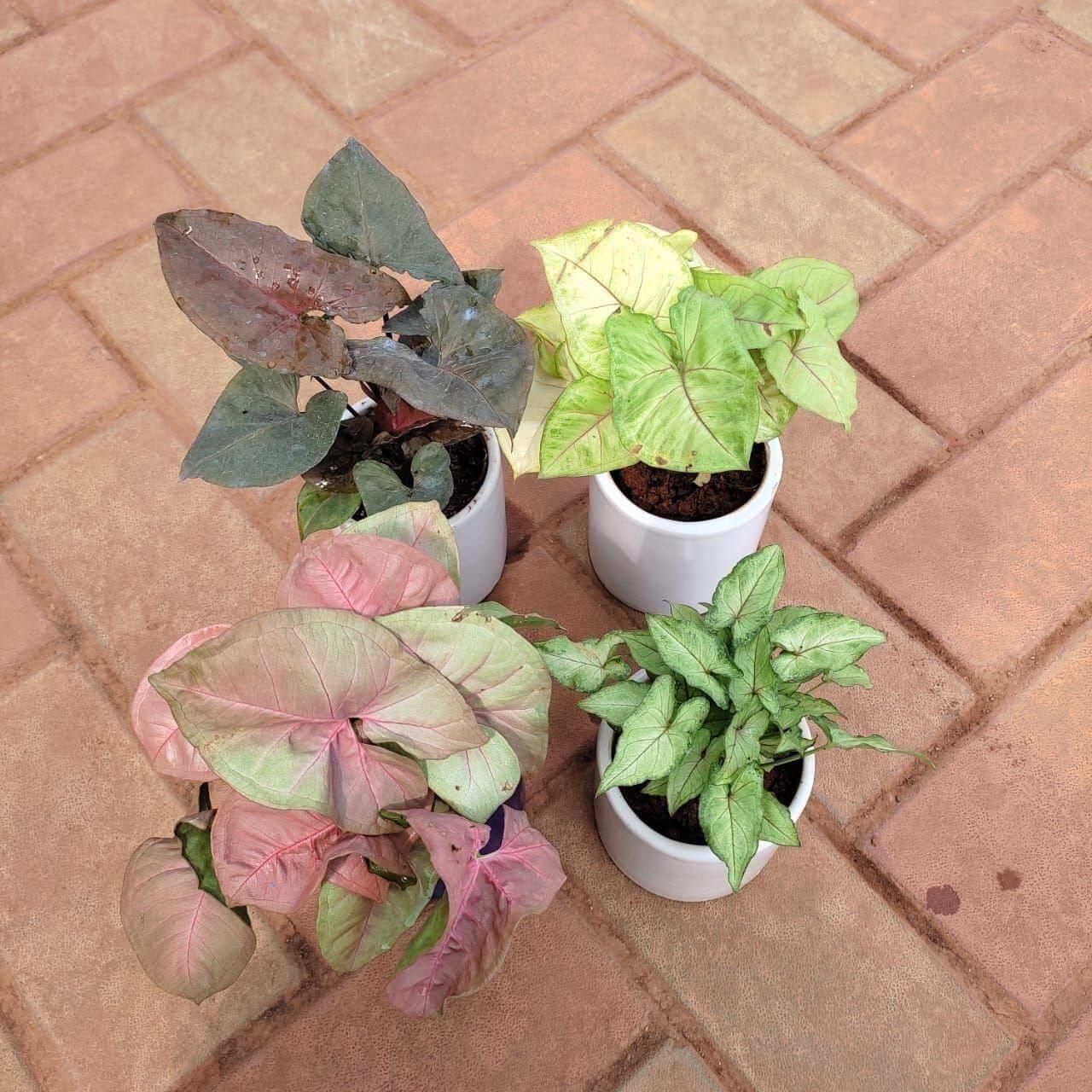 Set of 4 - Syngoniums (Green Small Leaves & Black, Pink & Green Large Leaves ) in 4 Inch Classy Cup Ceramic Pot (any colour)