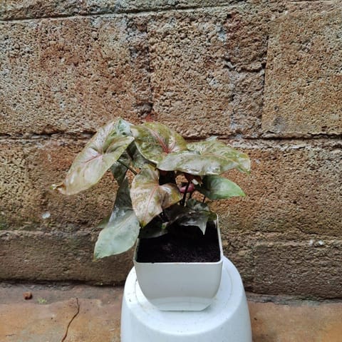 Syngonium Black in 4 Inch Live Fresh Plant Premium Plastic Pot (any colour) in Sector 115