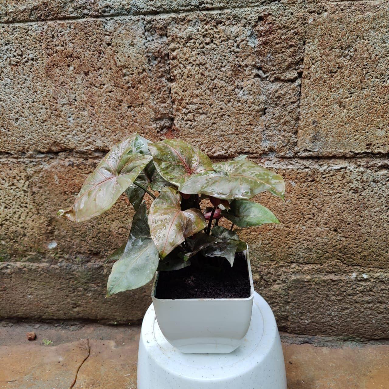 Syngonium Black in 4 Inch Premium Plastic Pot (any colour)