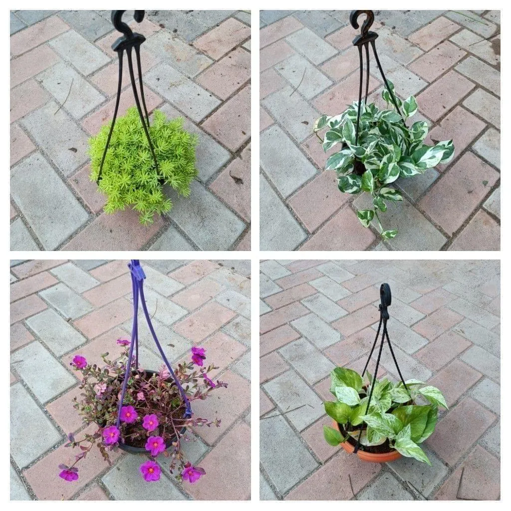 The Hanging Special Combo - Set of 4 - Sedum, Money Plant N'joy, Portulaca Moss Rose & Money Plant Marble in 6 Inch Hanging Basket