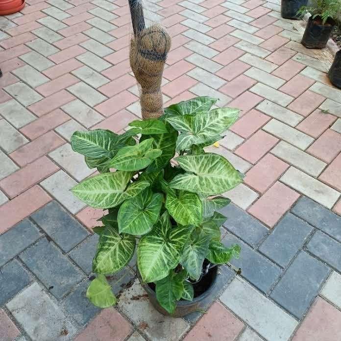 Syngonium Green with 3 ft Moss Stick in 10 Inch Nursery Pot