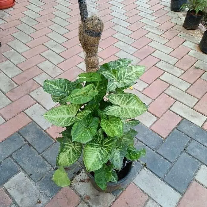 Syngonium Green with 3 ft Moss Stick in 10 Inch Nursery Pot
