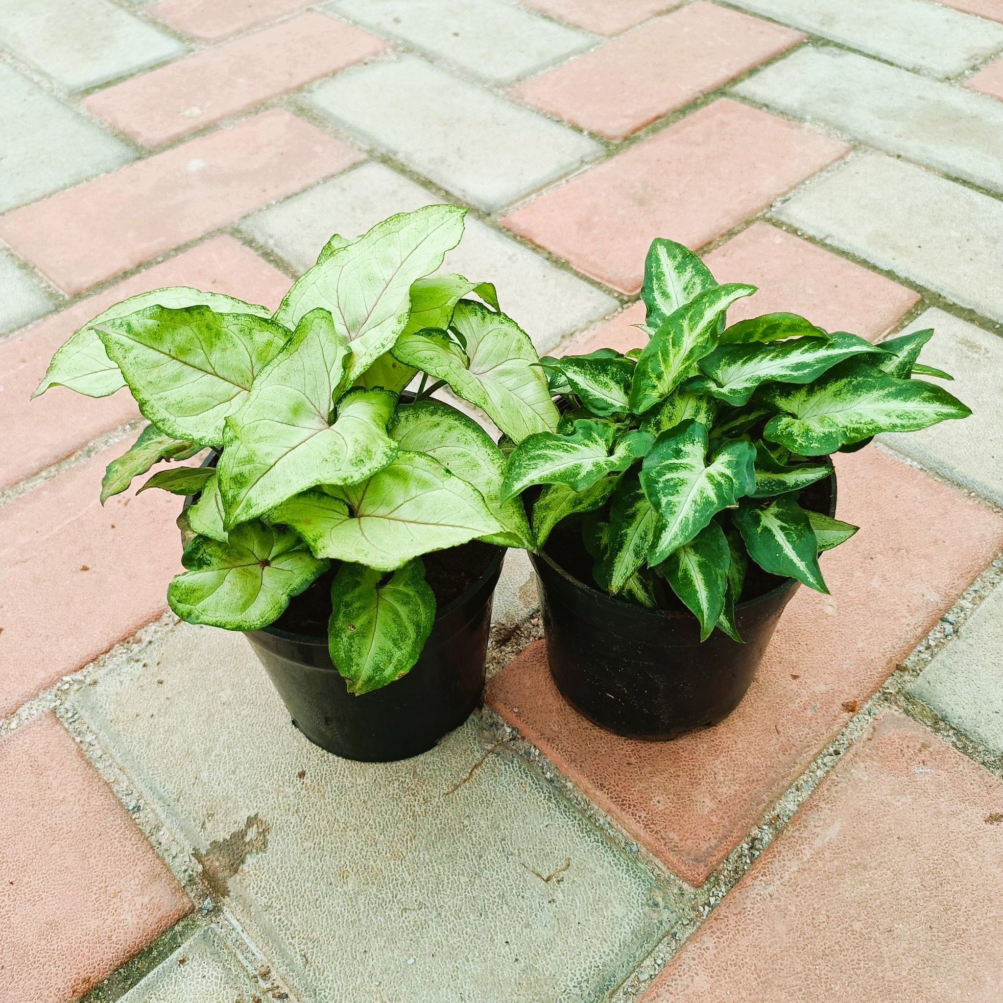 Set of 2 - Syngonium Pixie Green & Green in 4 Inch Nursery Pot