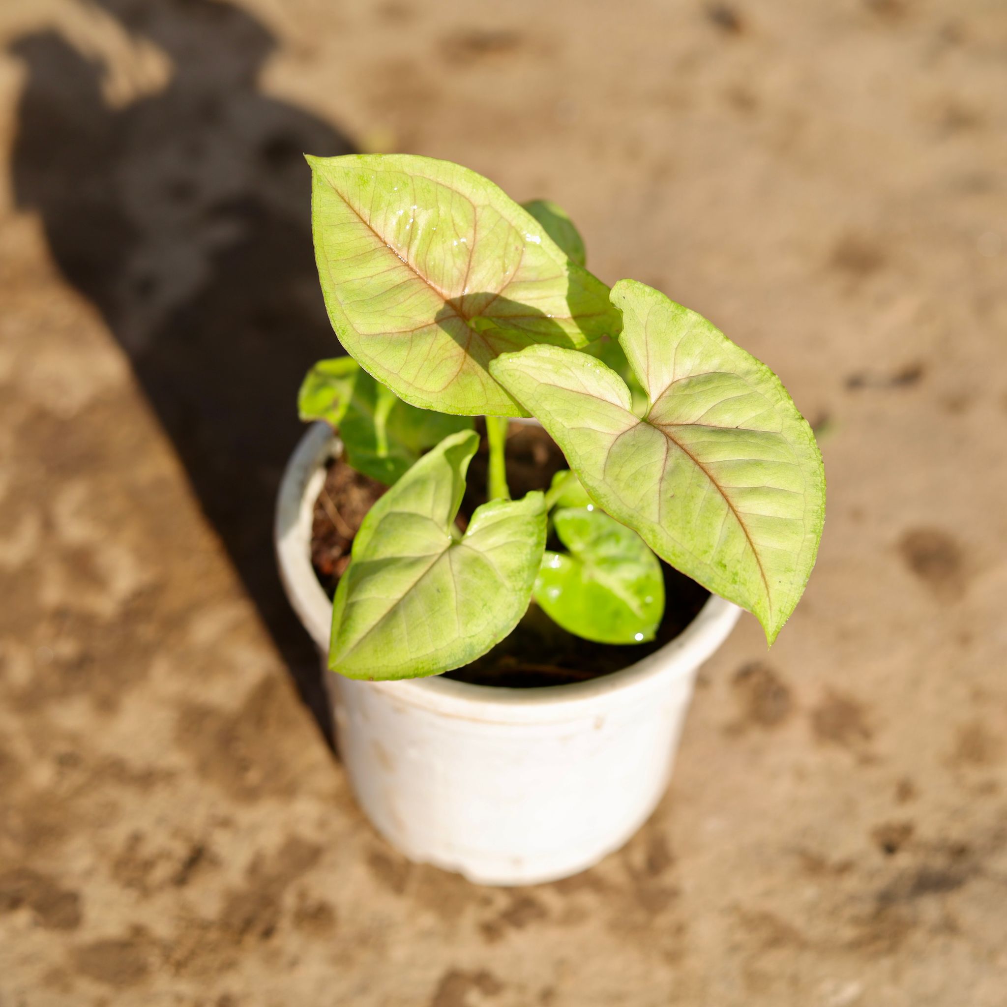 Syngonium Golden in 4 Inch Nursery Pot