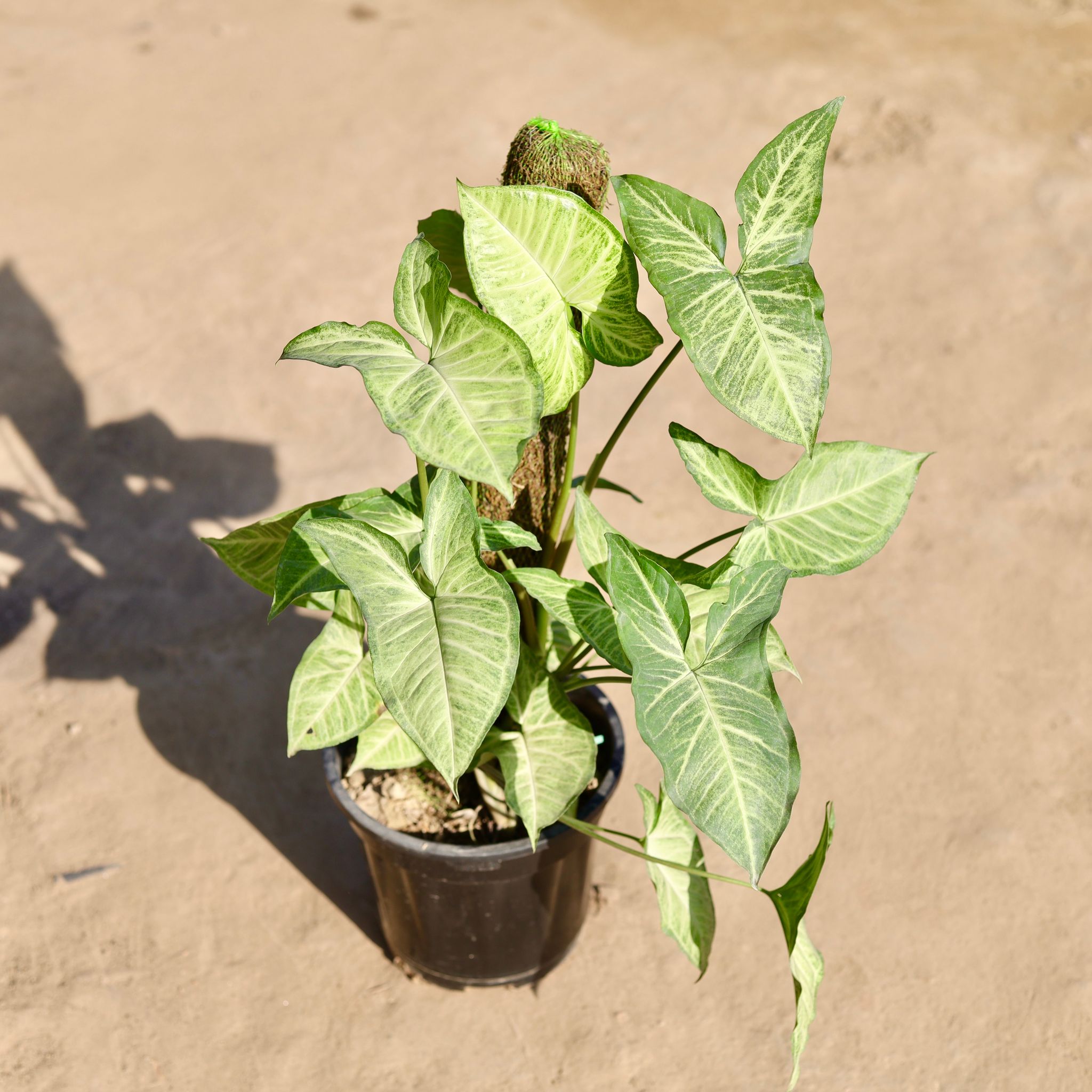 Syngonium Green With 2 Ft Moss Stick in 8 Inch Nursery Pot