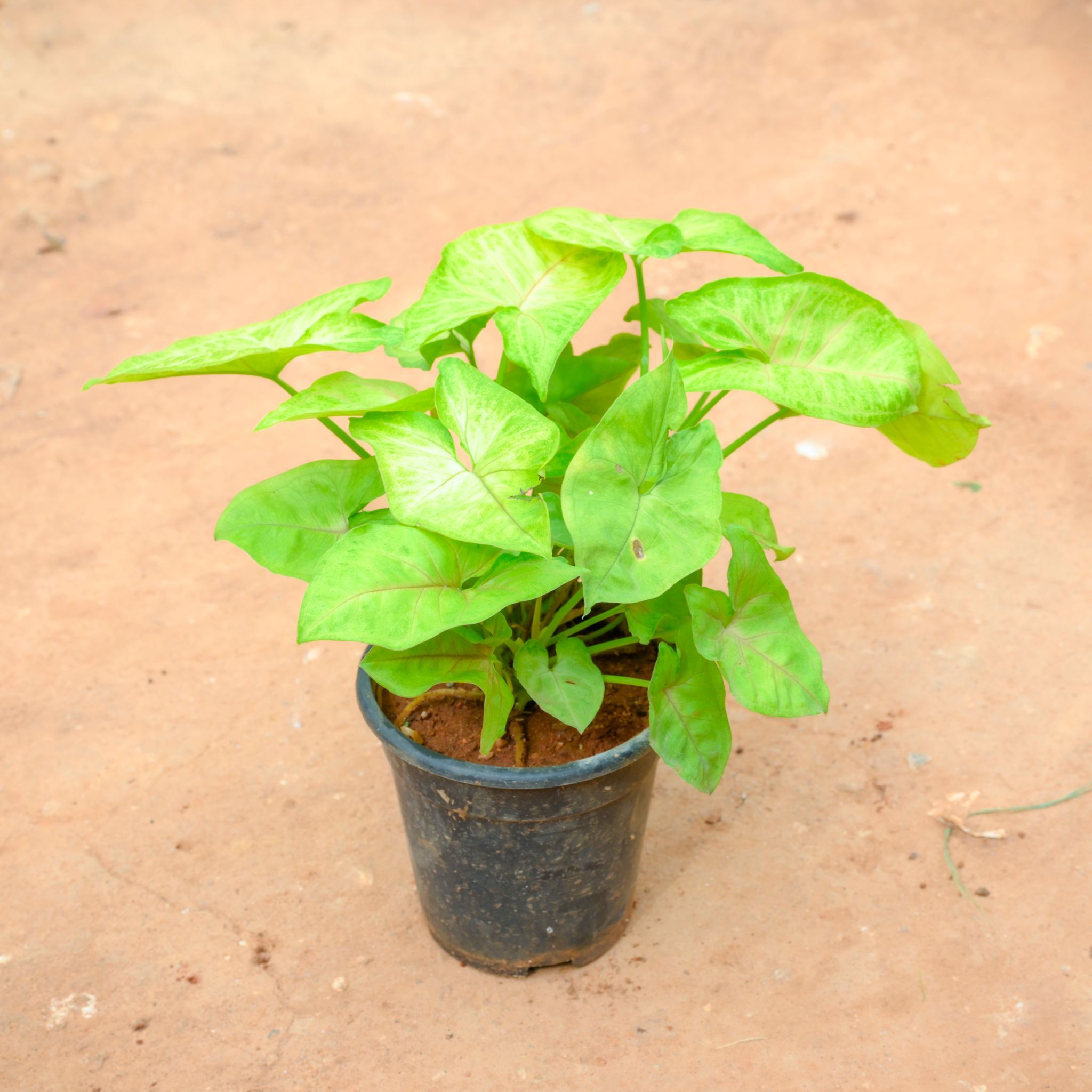 Syngonium Yellow in 4 Inch Nursery Pot