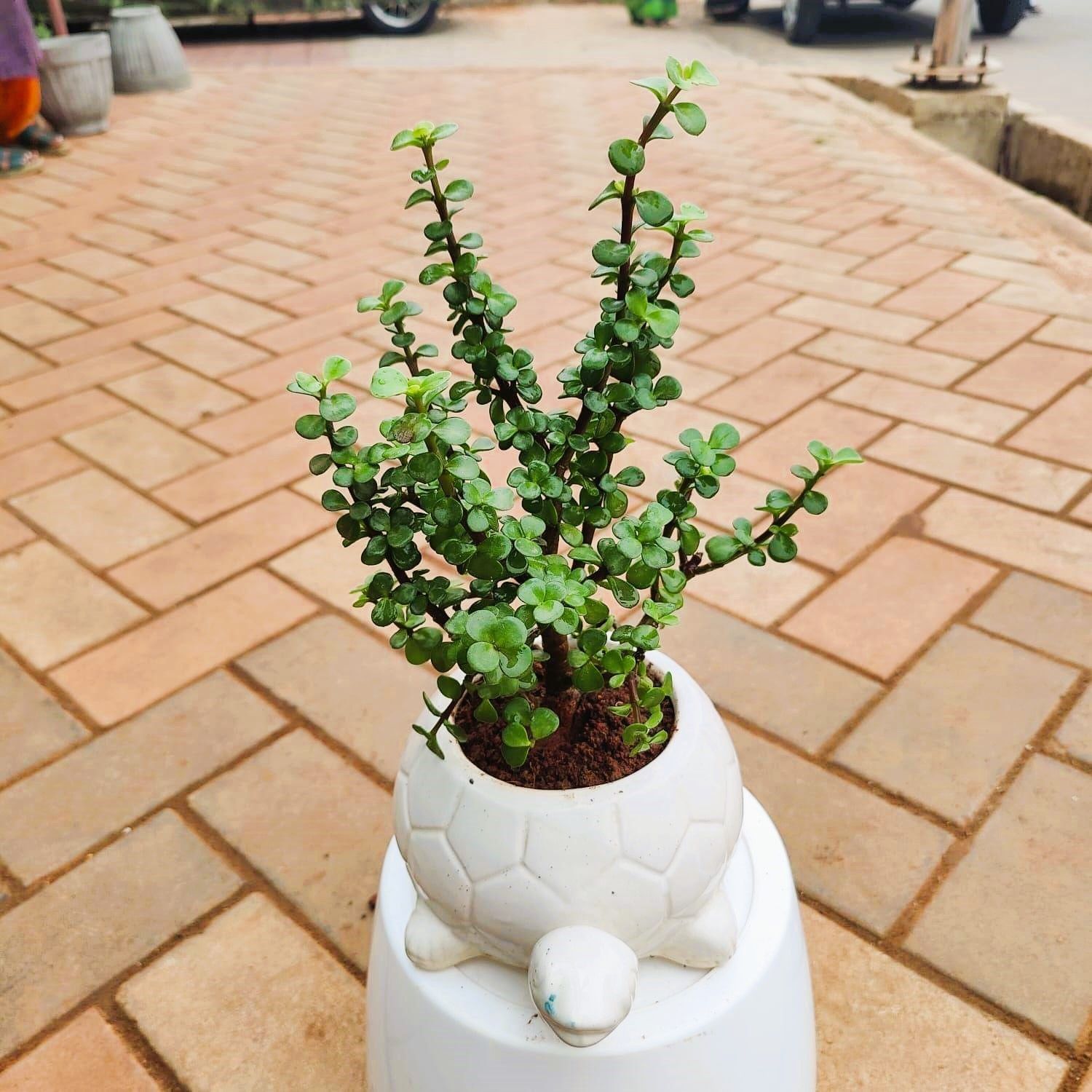 Jade in 6 Inch Tortoise Ceramic Pot
