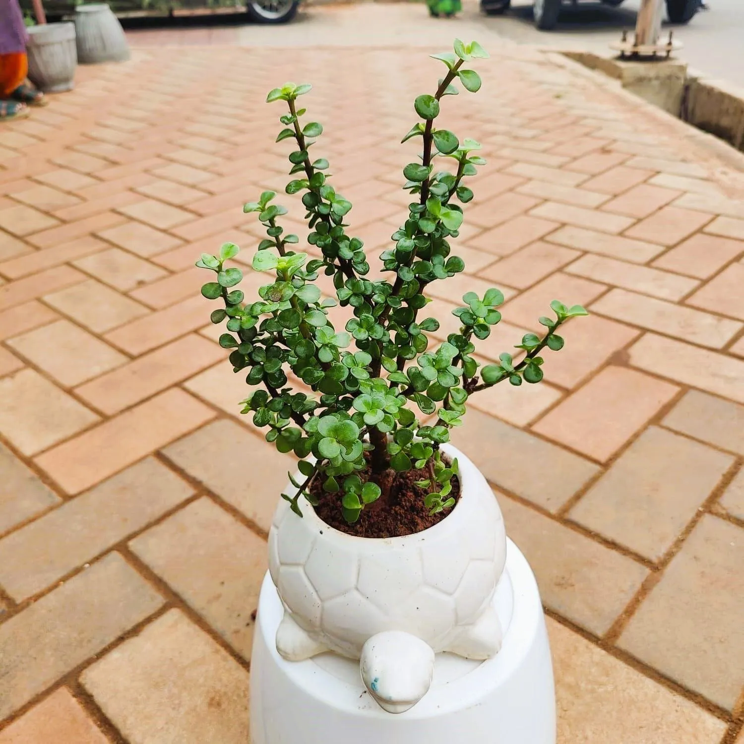 Jade in 6 Inch Tortoise Ceramic Pot