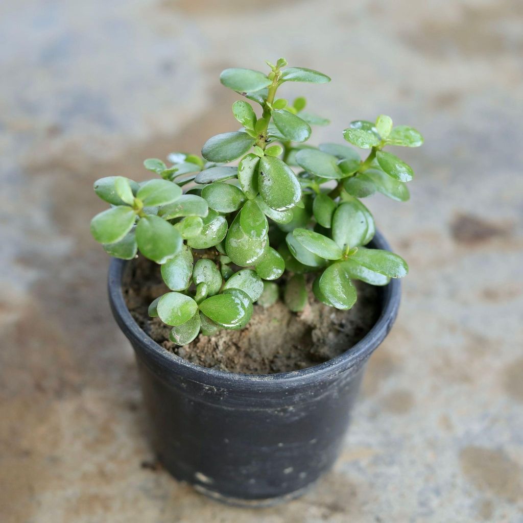 Bangalorey Jade / Big Leaf Jade in 4 Inch Nursery Pot Bangalorey Jade / Big Leaf Jade in 4 Inch Nursery Pot