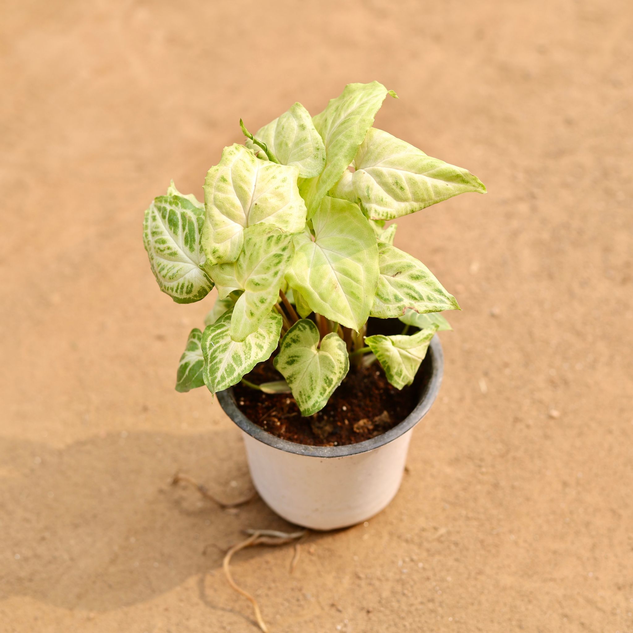 Syngonium Golden in 5 Inch White Nursery Pot