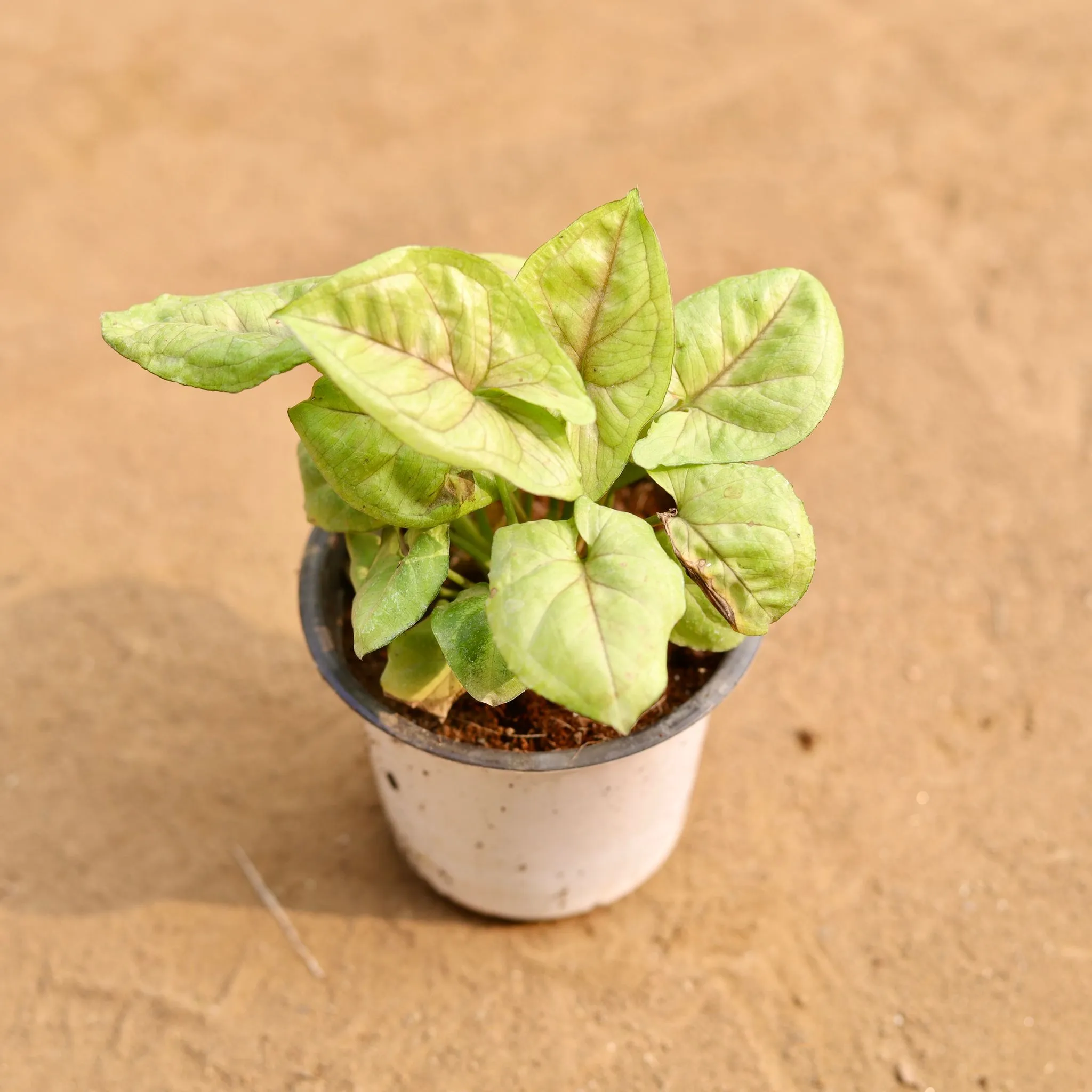 Syngonium Green Dwarf in 4 Inch White Nursery Pot