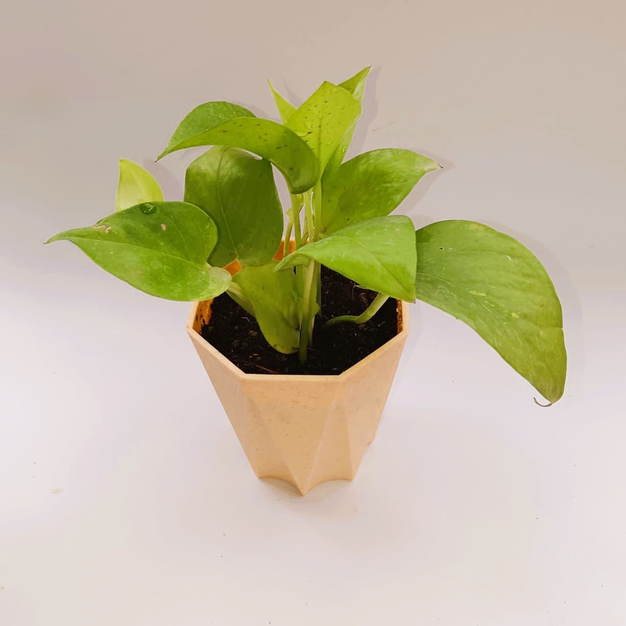 Money Plant Golden in 4 Inch Beige Marble Premium Diamanti Plastic Pot