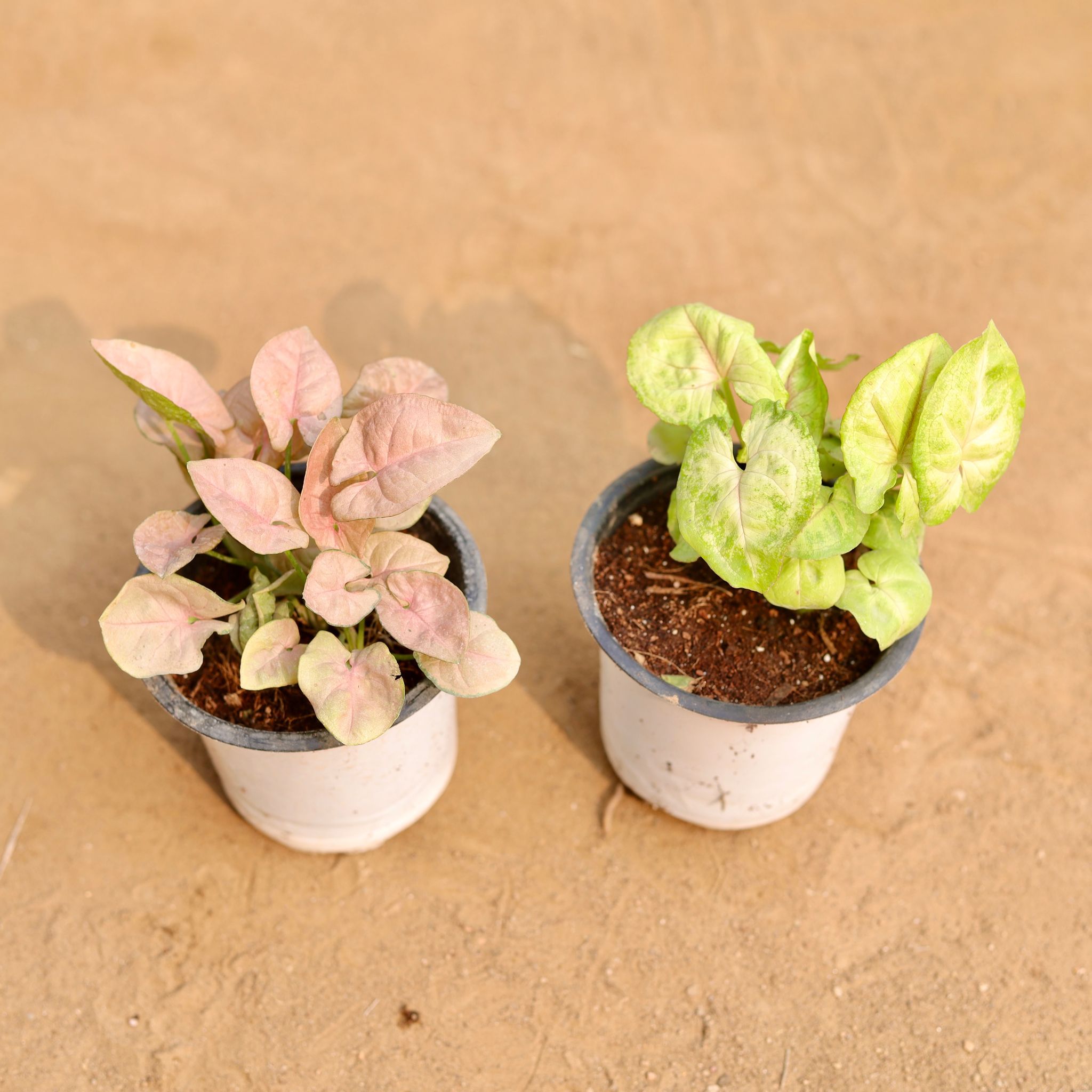 Set Of 2 - Syngonium (Pink & Golden) in 4 Inch White Nursery Pot
