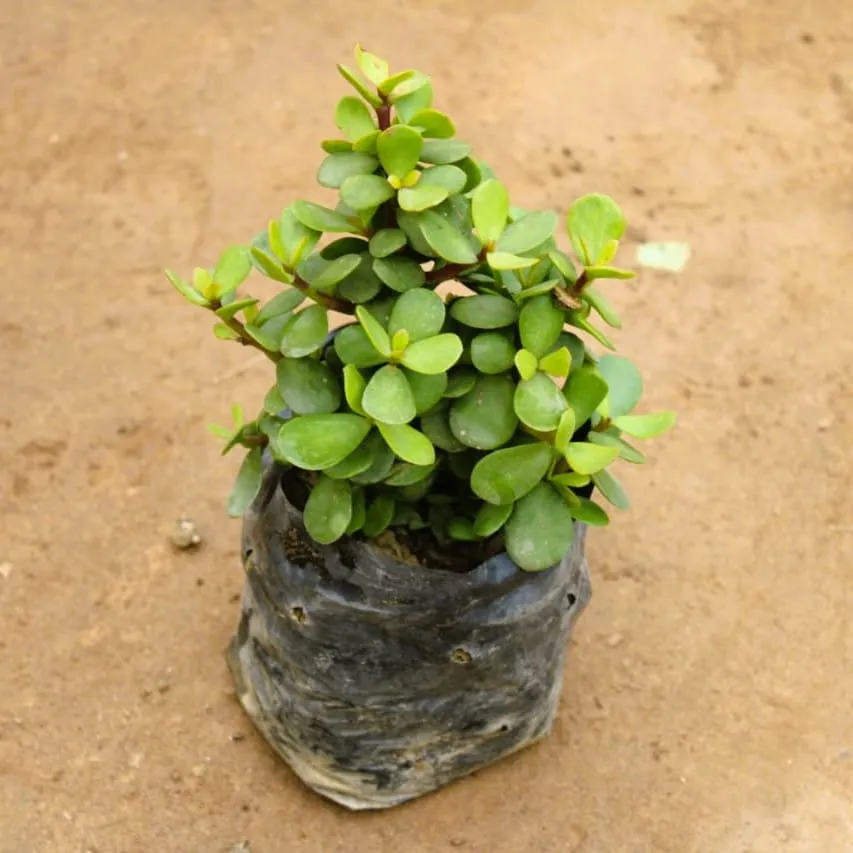 Bangalore Jade / Big Leaf Jade in 4 Inch Nursery Bag