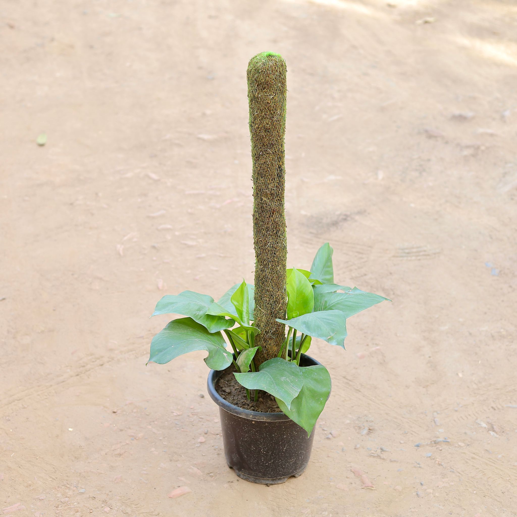 Money Plant With 3 Ft Moss Stick in 10 Inch Nursery Pot