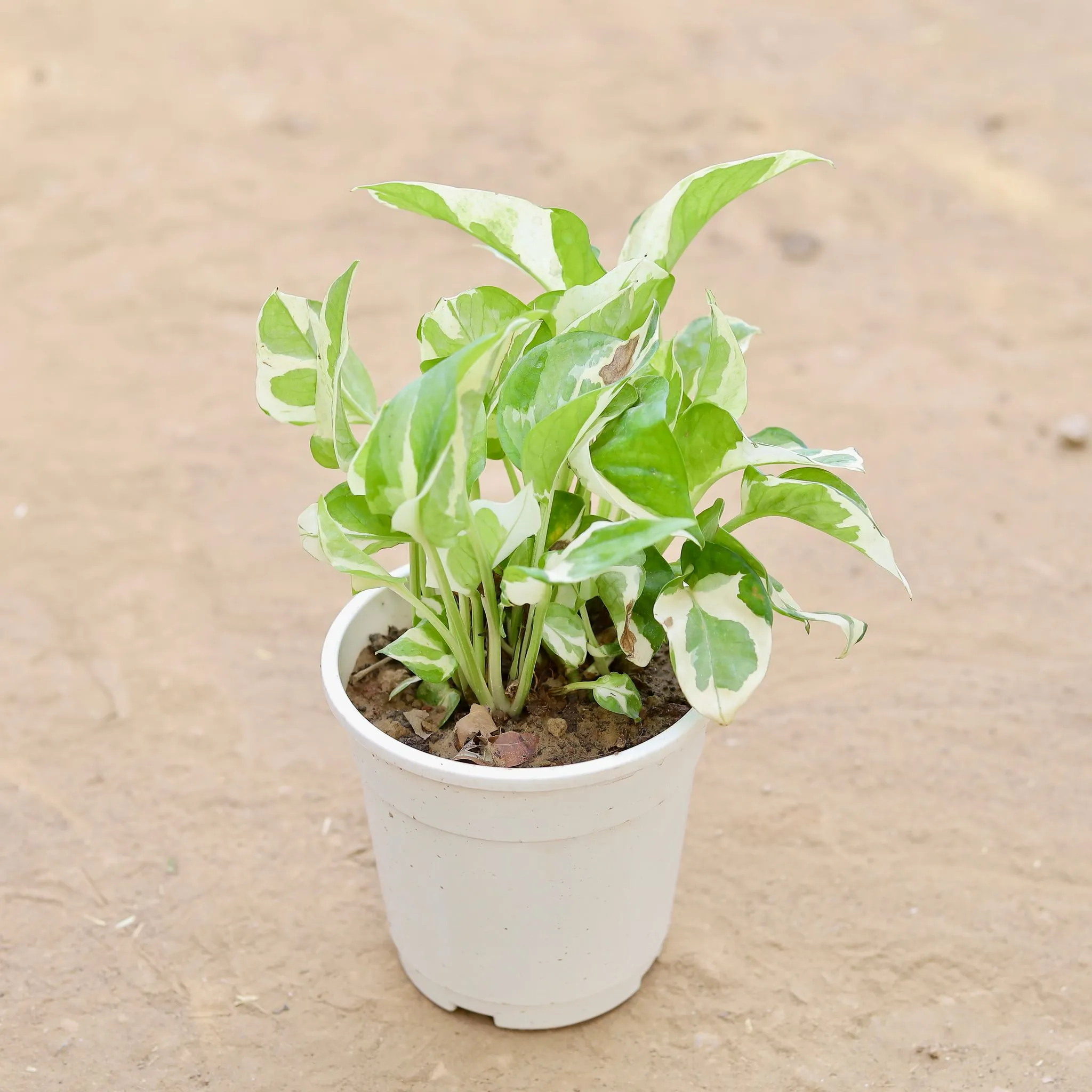 Marble Money Plant in 5 Inch Nursery Pot