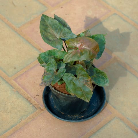 Syngonium Black in 4 Inch Nursery Pot